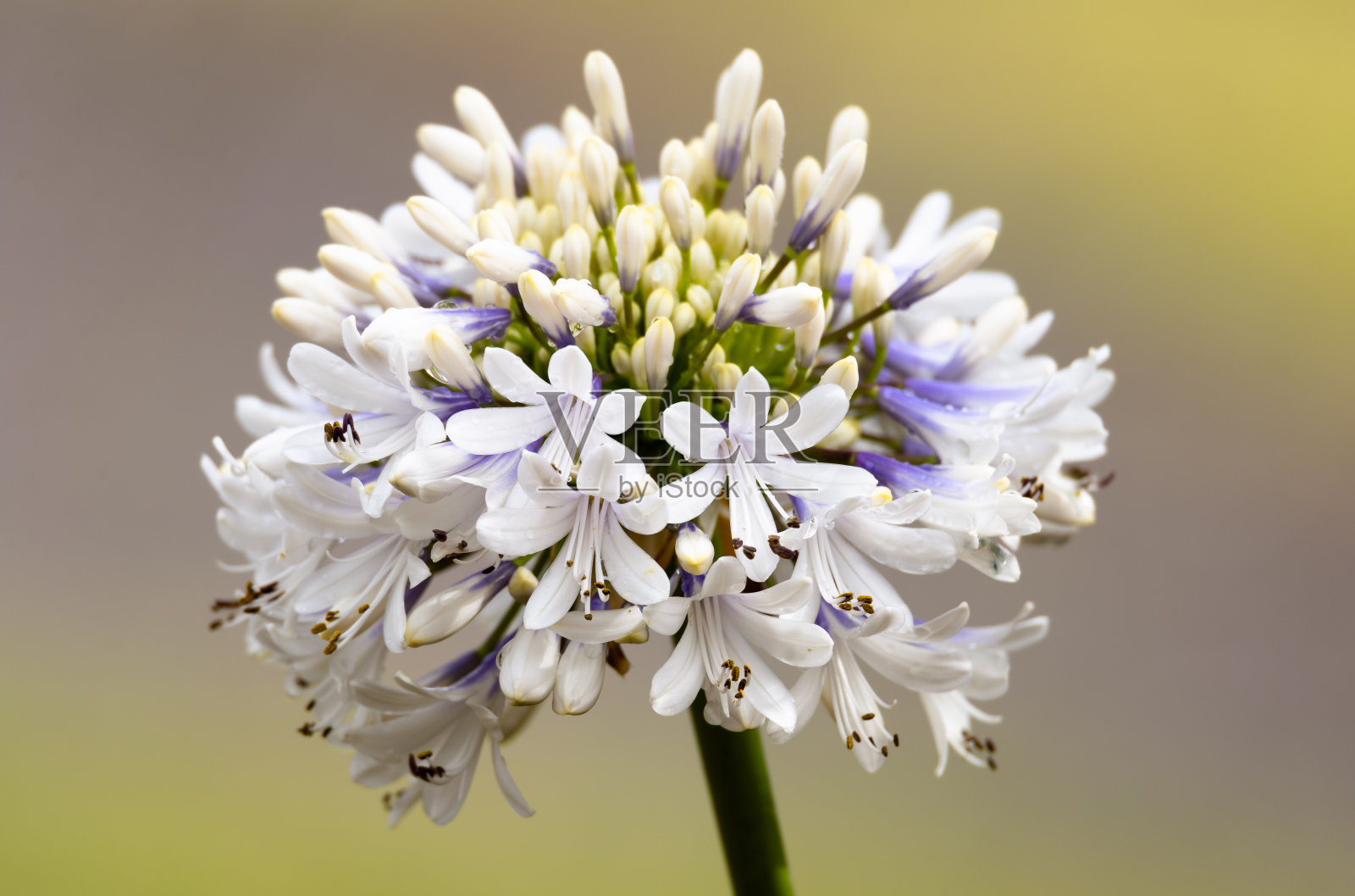 白色Agapanthus in Flower照片摄影图片