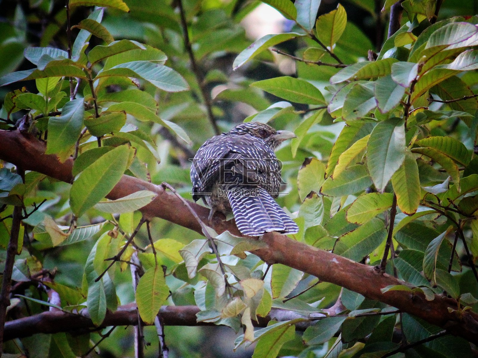 斑点印度杜鹃照片摄影图片
