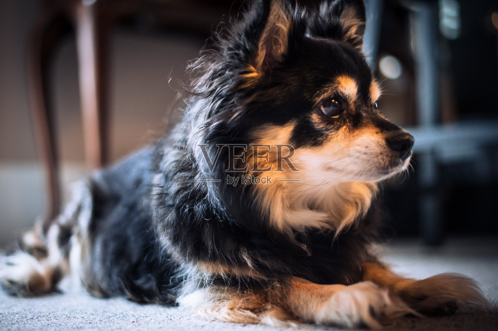 小狗一天的梦想照片摄影图片