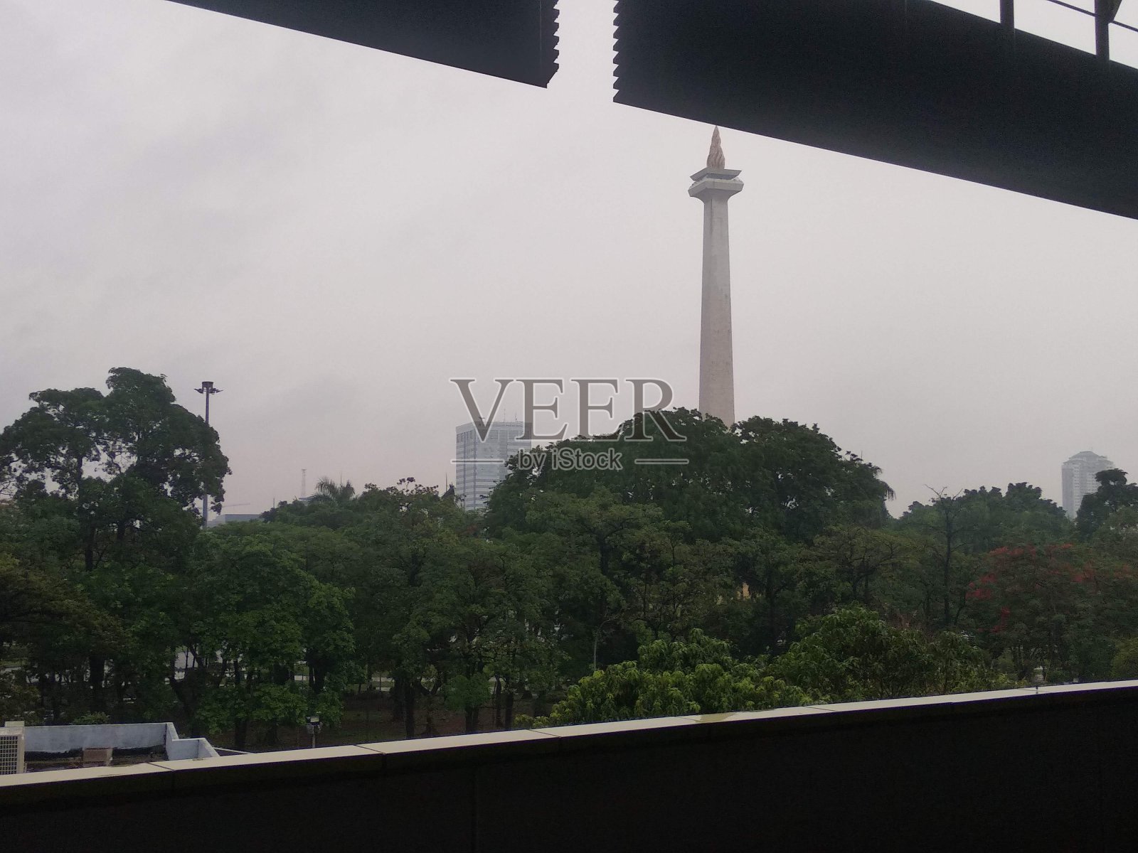 滴虫的树照片摄影图片