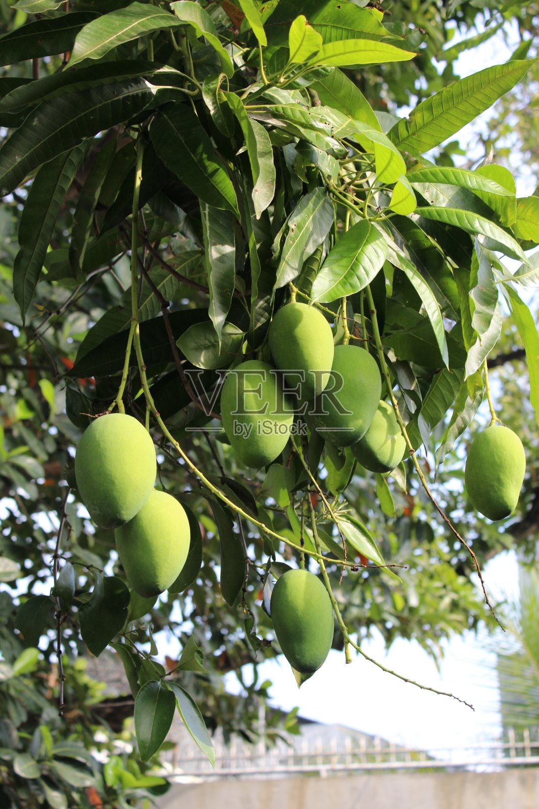 树上的芒果照片摄影图片