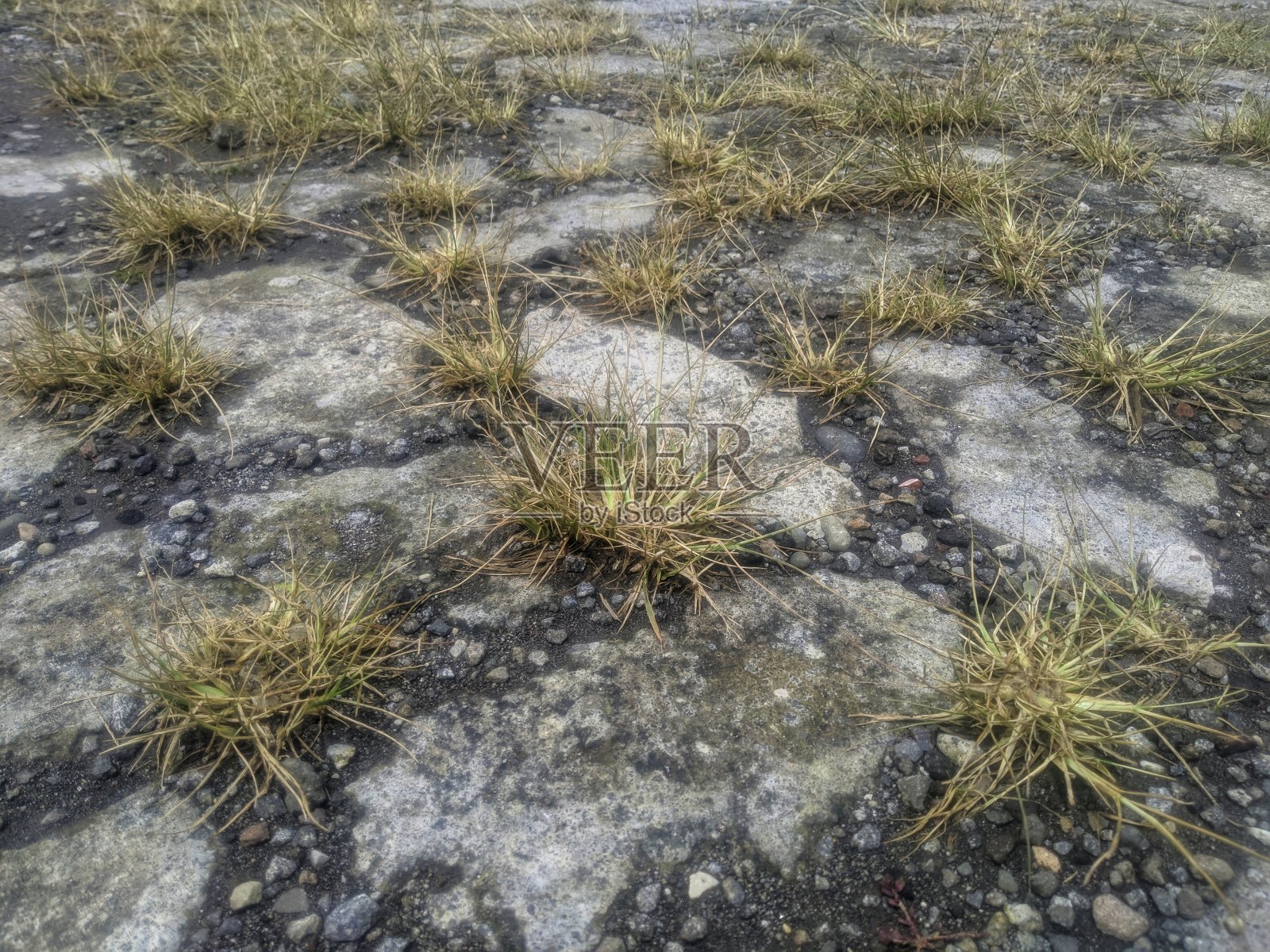 枯萎的草照片摄影图片