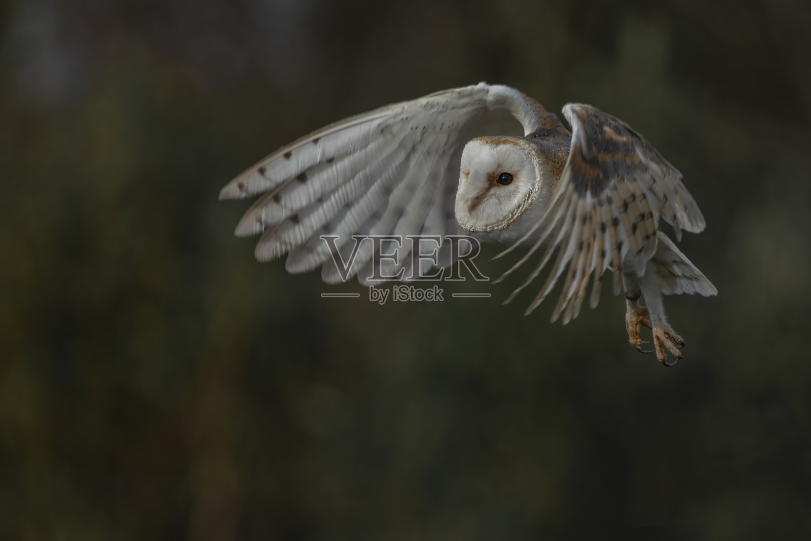 飞翔的仓鸮(Tyto alba)，狩猎。深绿色背景。在荷兰的北布拉班特。照片摄影图片