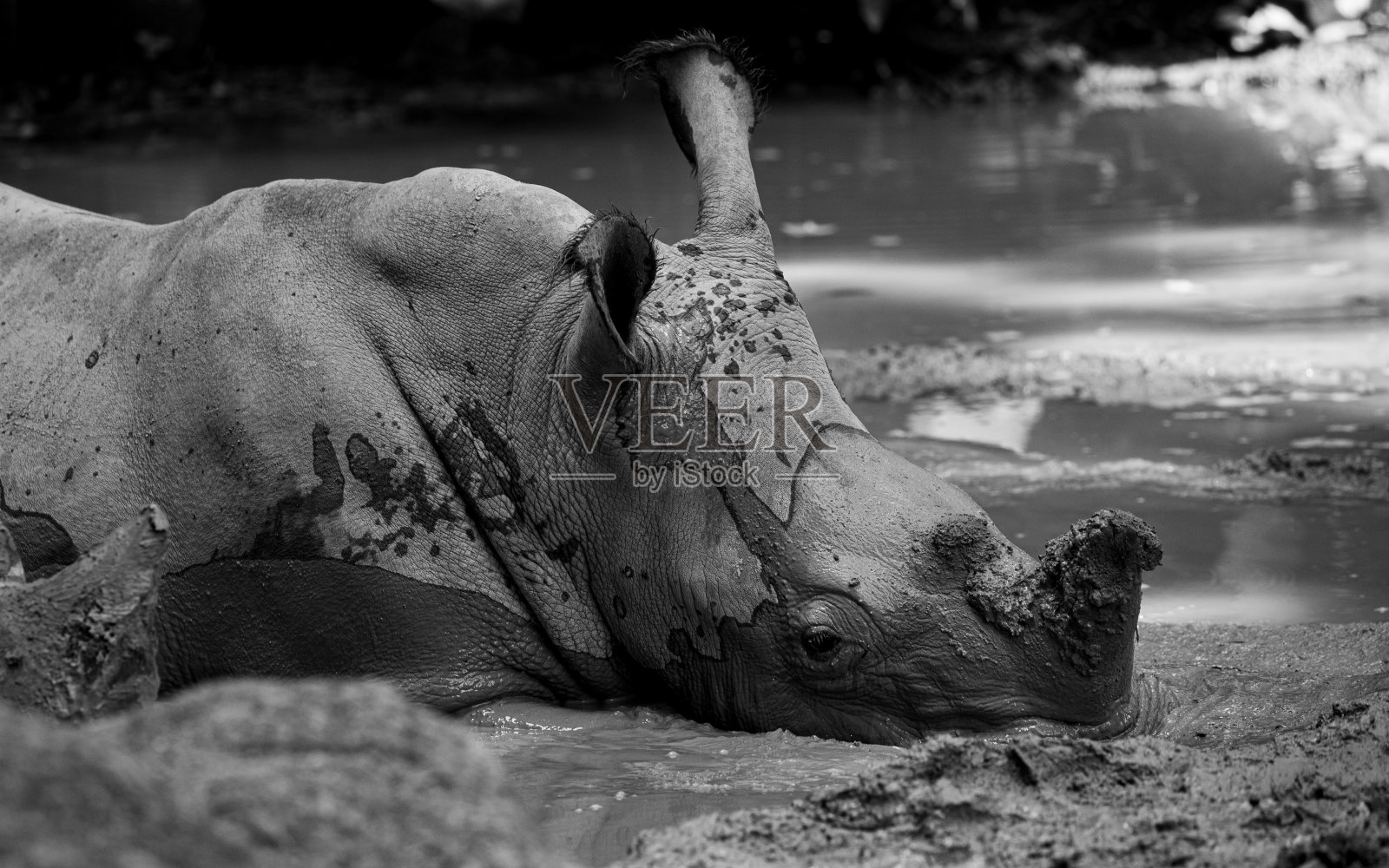 濒临灭绝的照片摄影图片