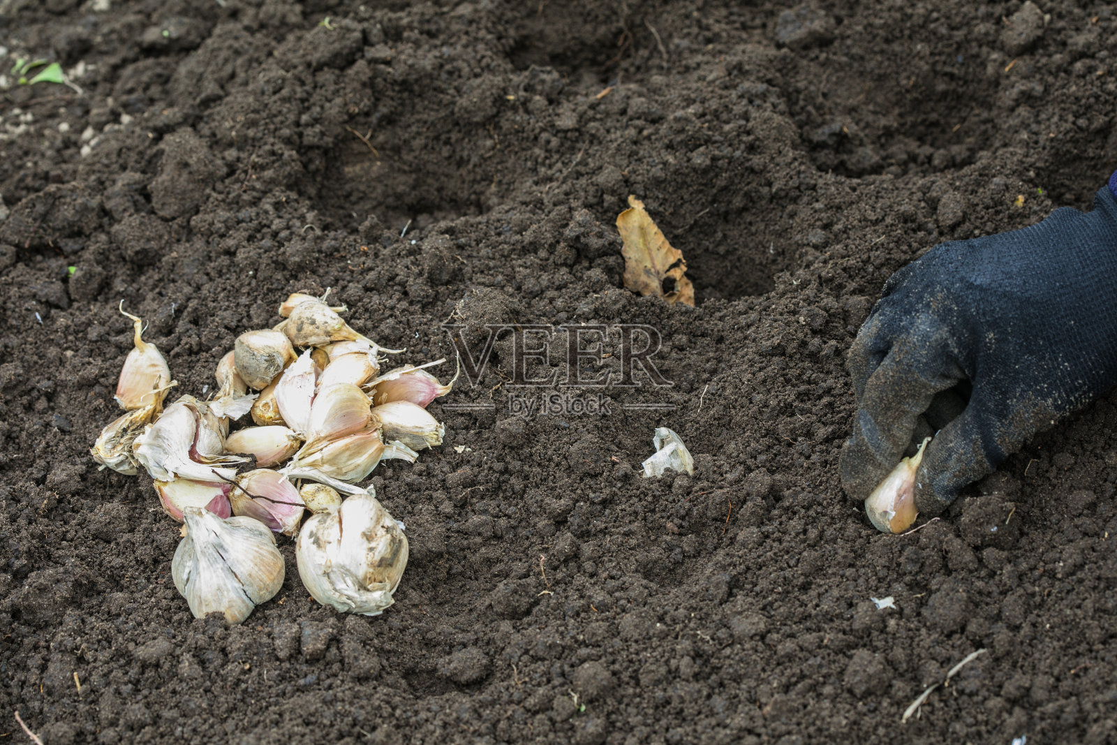 春天在新鲜的土地上人工种植大蒜照片摄影图片