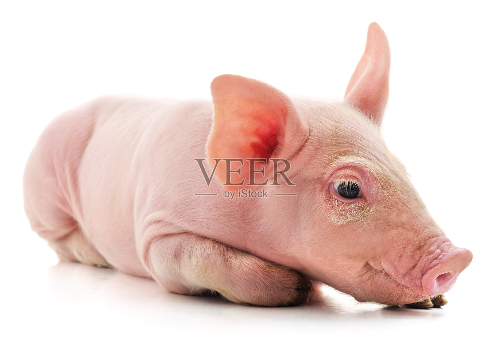 小粉红猪。照片摄影图片