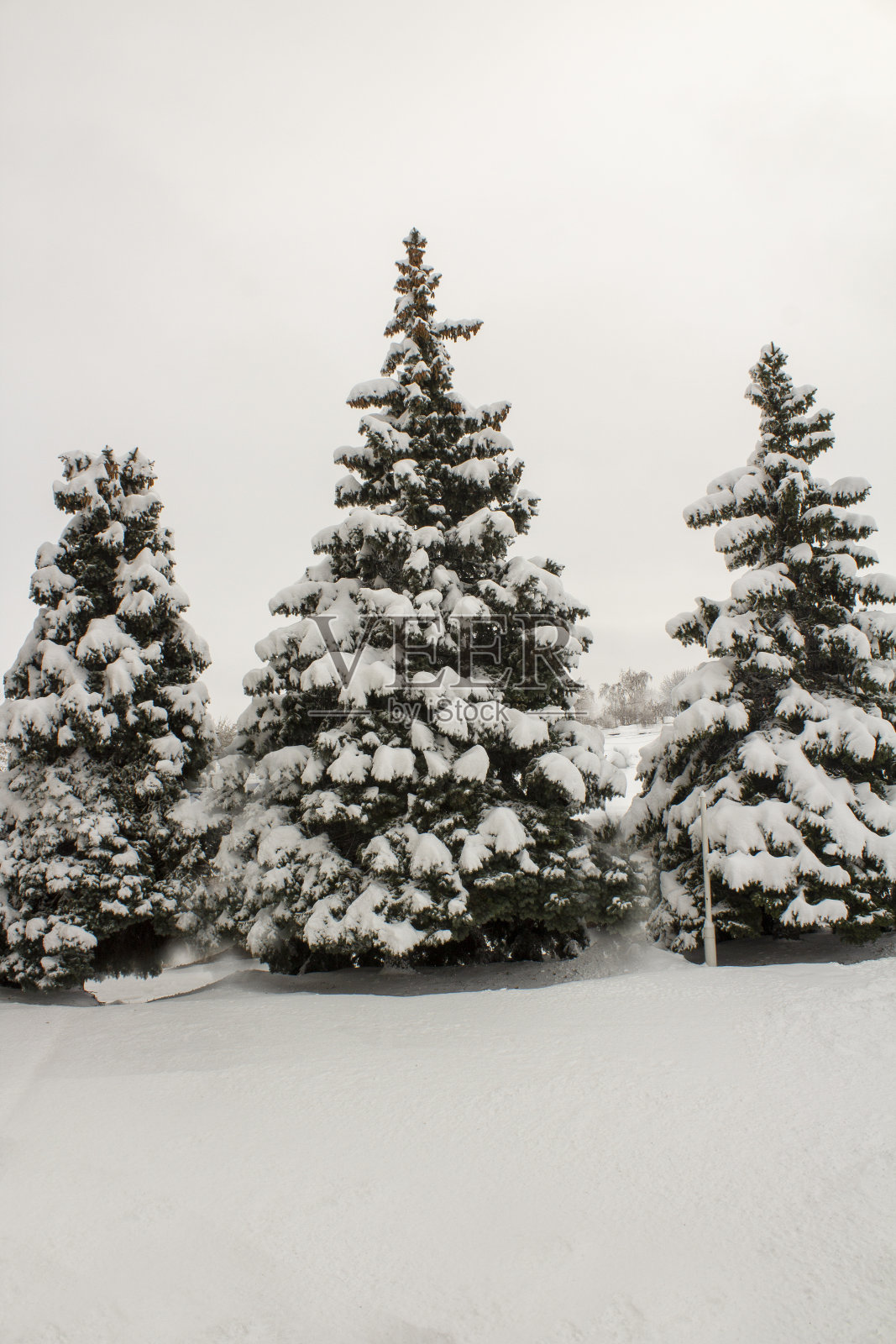 积雪覆盖的树木照片摄影图片
