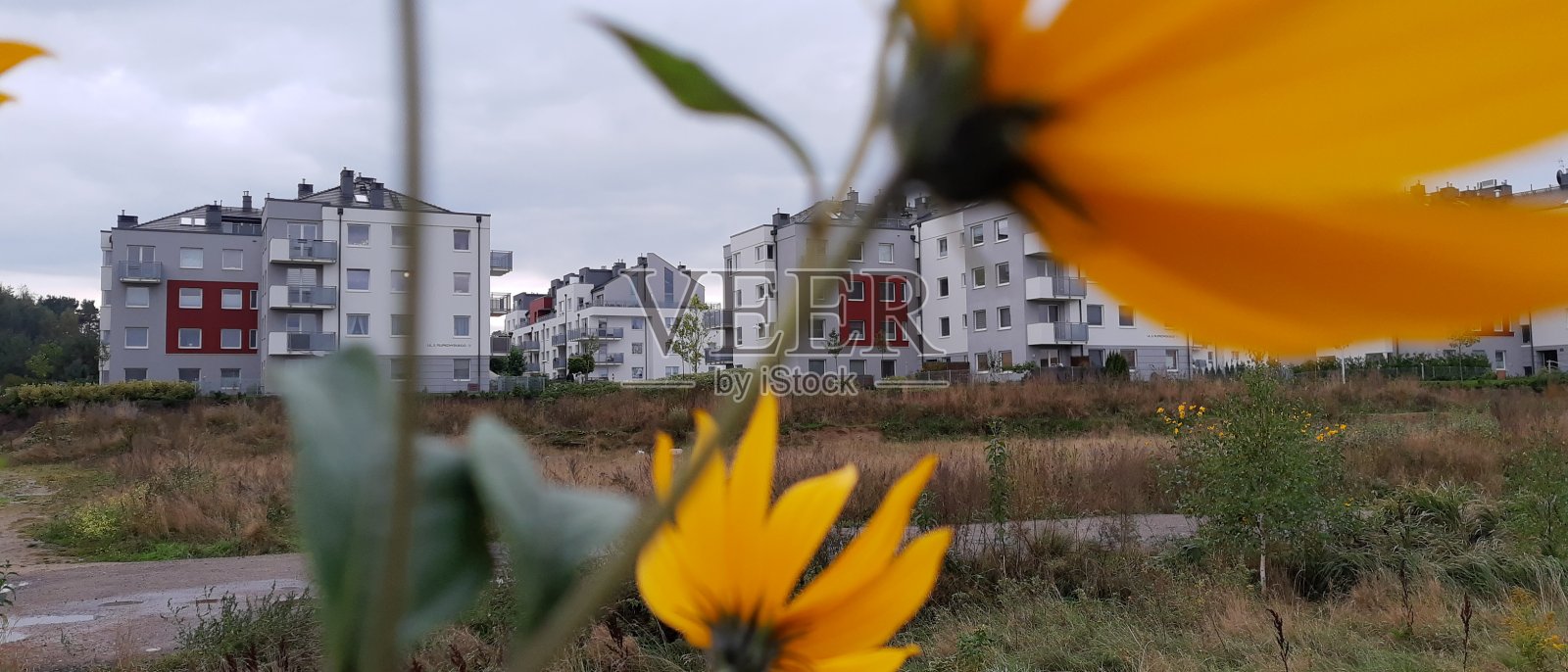 街区前的各种植被照片摄影图片
