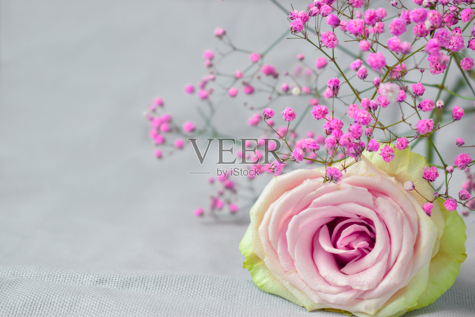 粉红玫瑰和gypsophila。情人节、周年纪念、母亲节和生日问候的概念，都有一个拷贝的空间。用鲜花明信片照片摄影图片