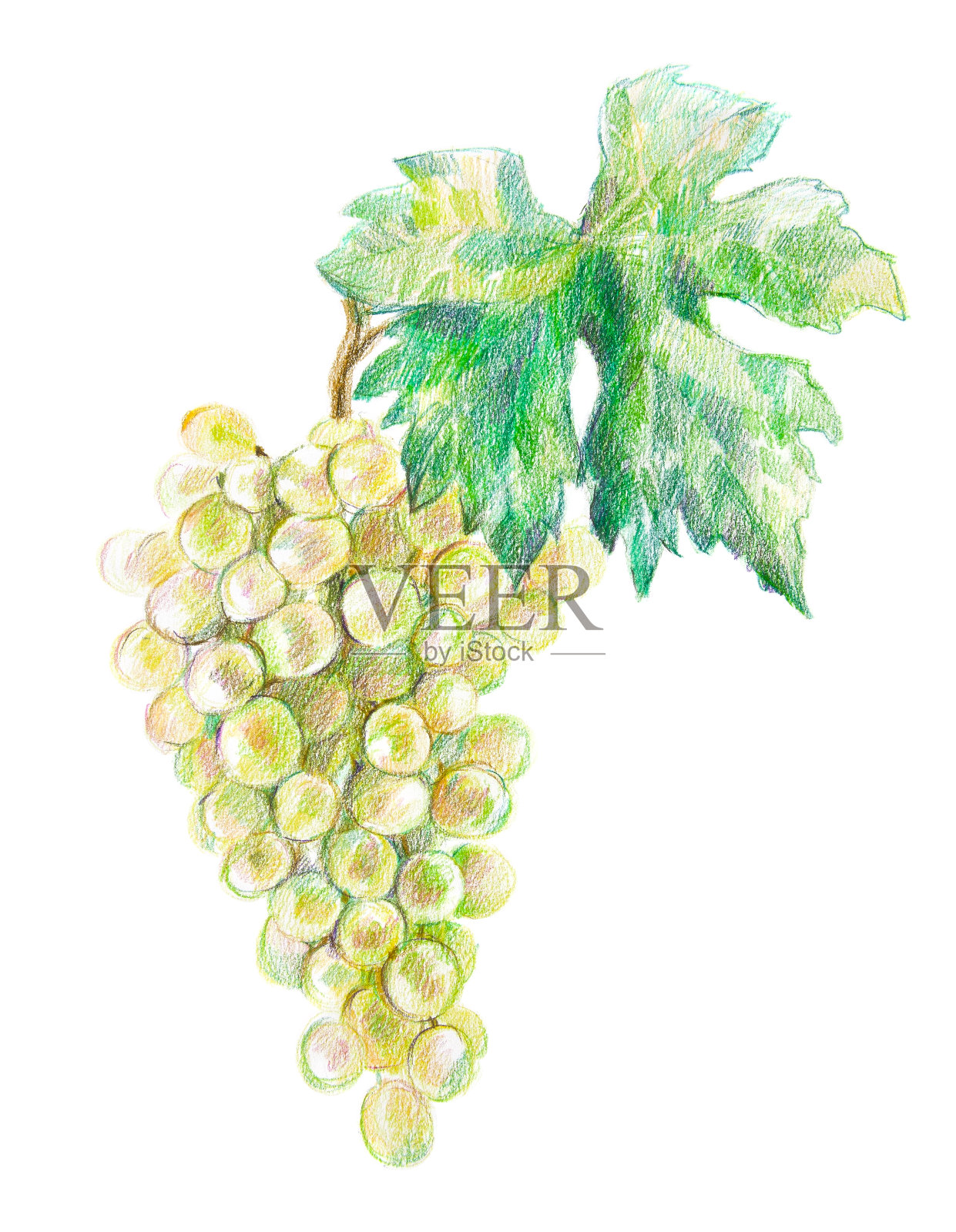 一串带叶子的葡萄。彩色铅笔画设计元素图片
