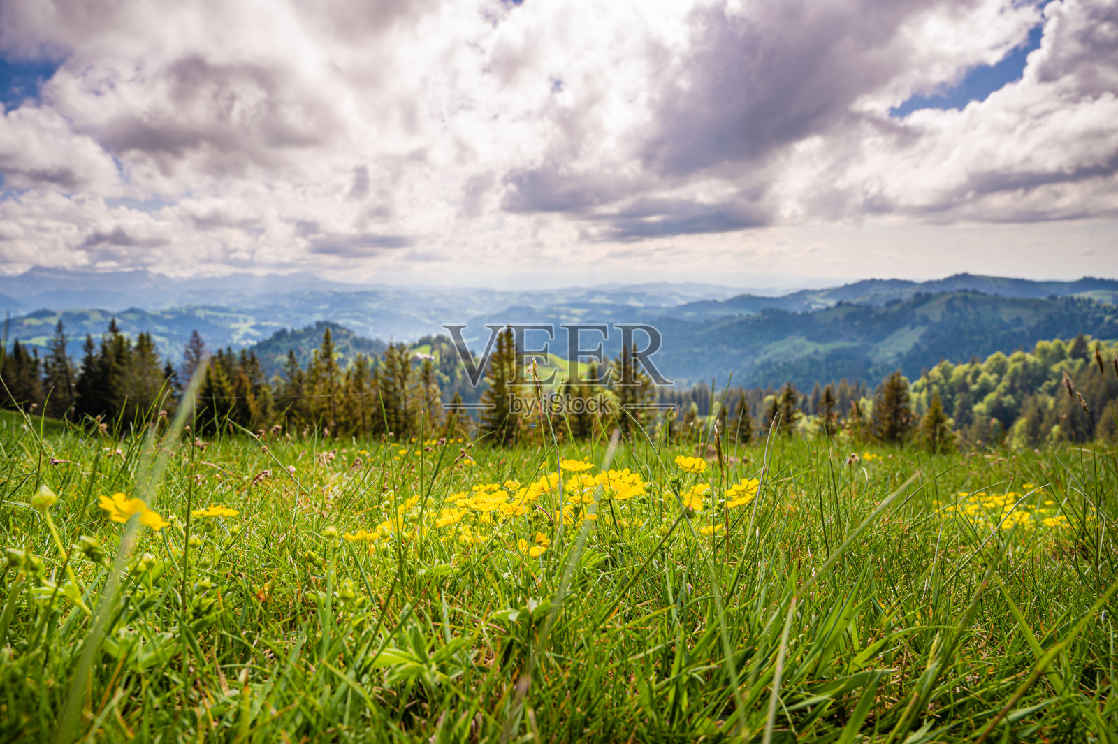 瑞士阿尔卑斯山脉山上的绿色新鲜草地照片摄影图片