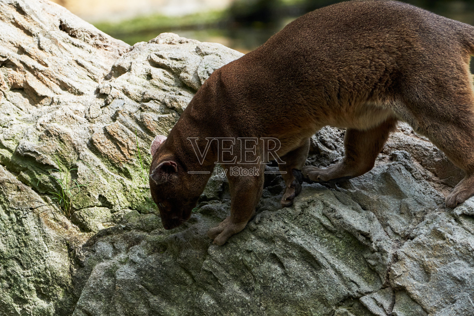 在西班牙巴伦西亚的一家动物园里，一个在一些石头上行走的窝的美丽侧面肖像照片摄影图片