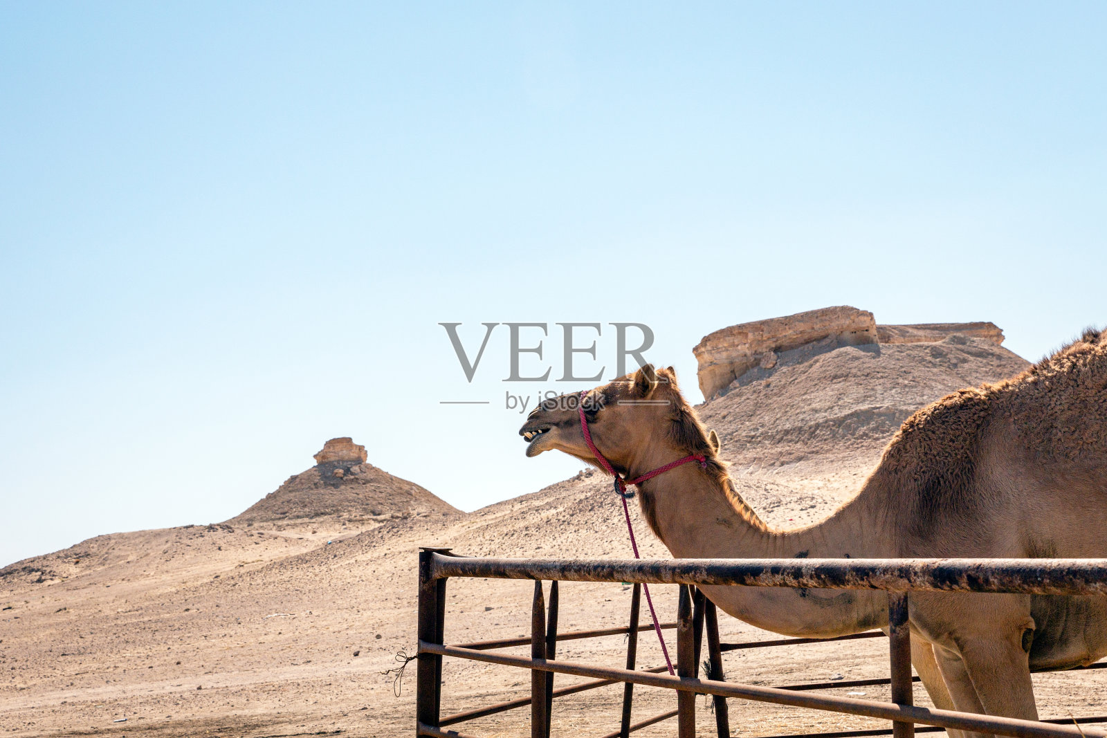 沙特阿拉伯Al-Sarar沙漠中的骆驼照片摄影图片