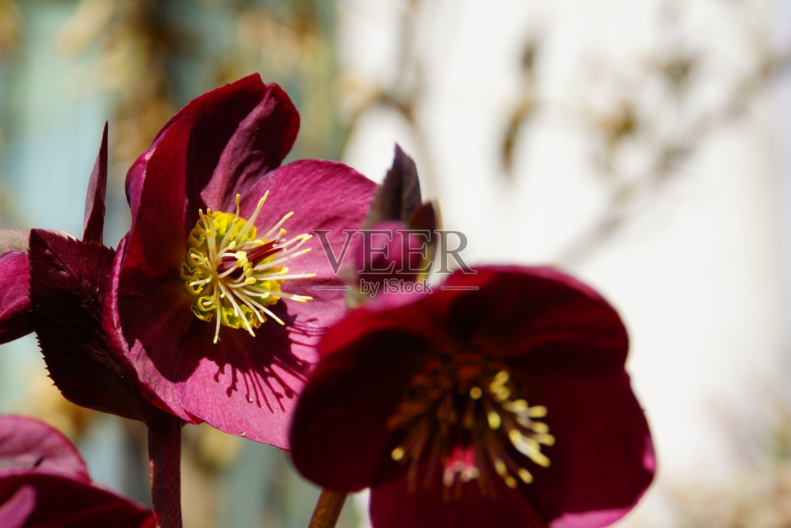 圣诞玫瑰特写照片(尼日尔Helleborus niger)照片摄影图片