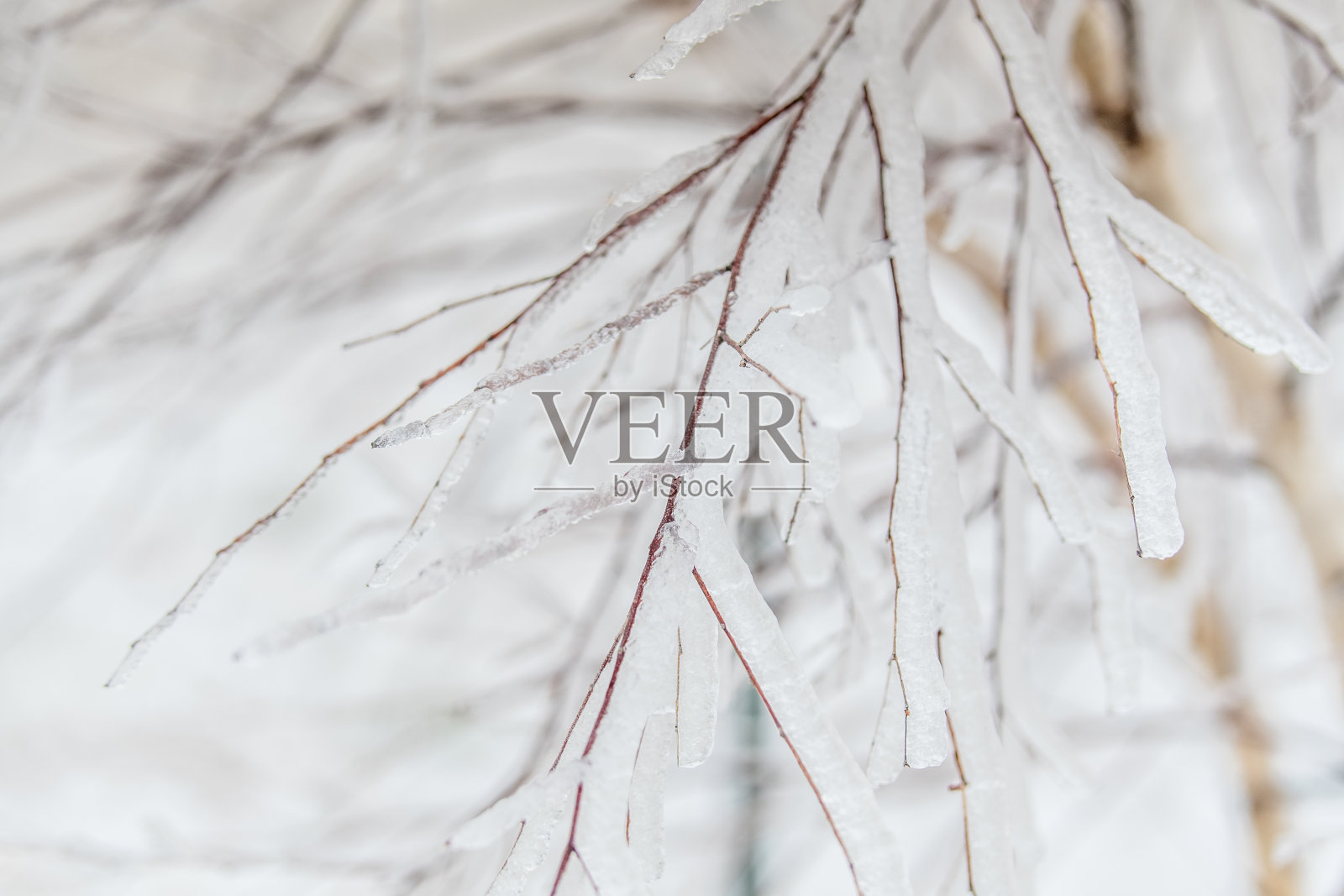 被冰覆盖的树枝照片摄影图片