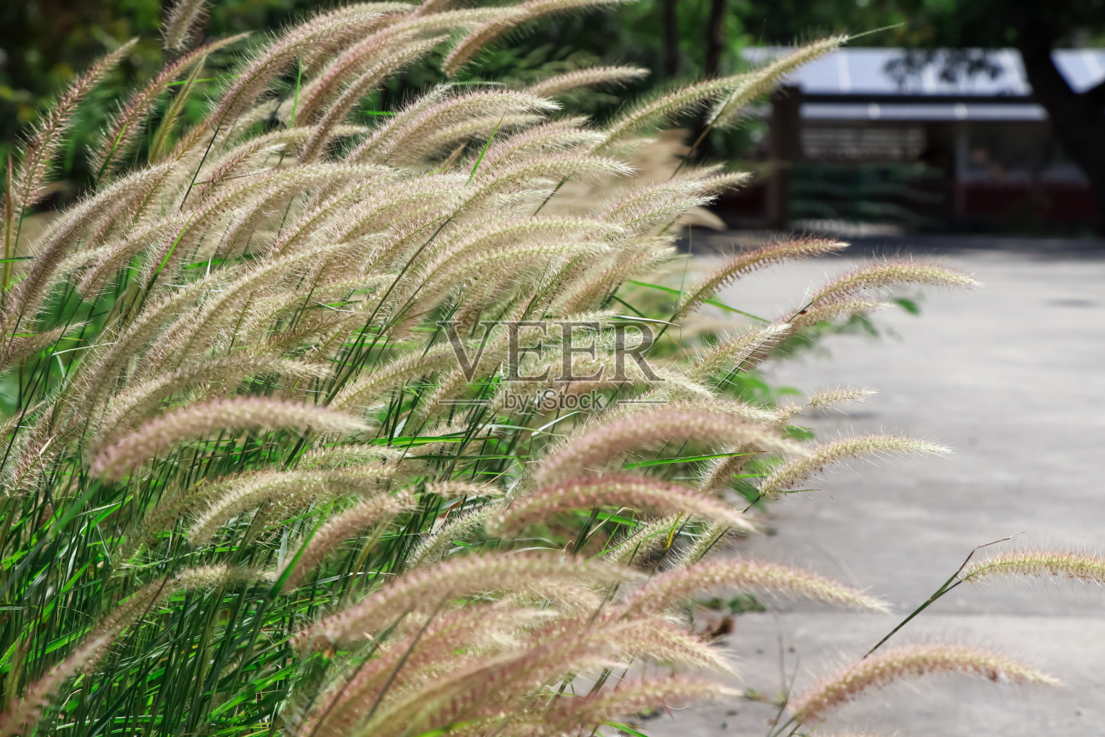 草地上的花照片摄影图片