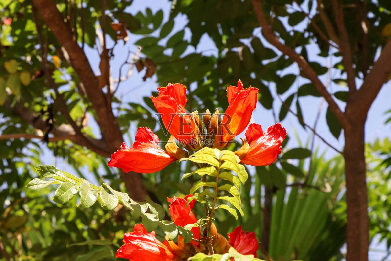 红鸡血藤花照片摄影图片