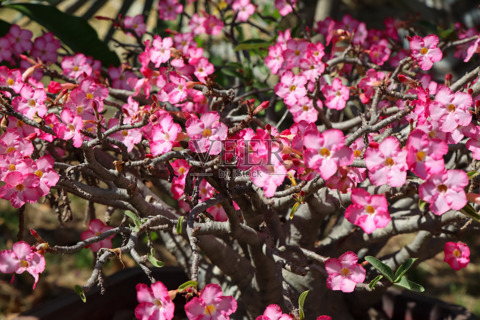 粉红色的黑莓花照片摄影图片