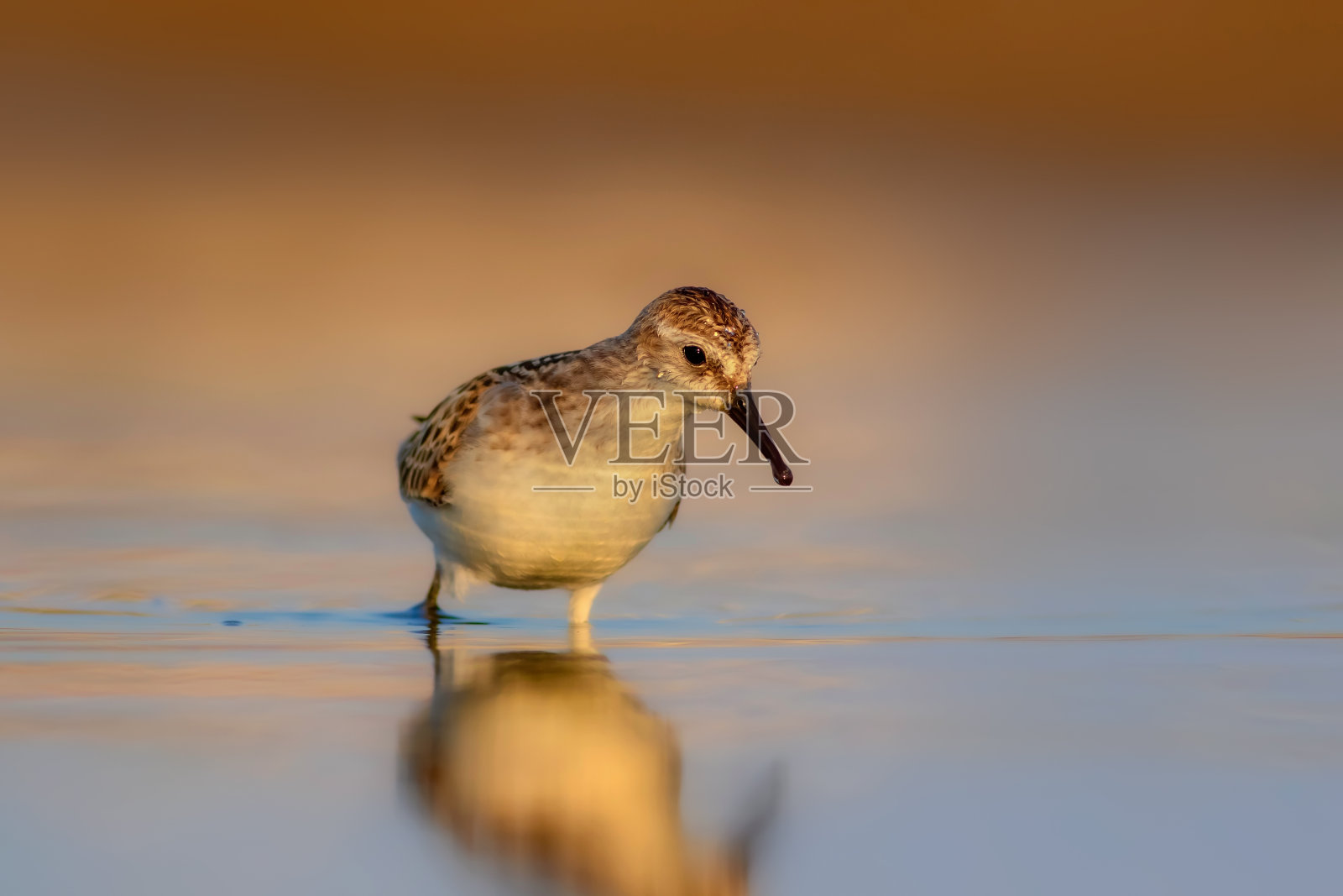 水、自然和鸟类。色彩斑斓的自然背景。小段。照片摄影图片