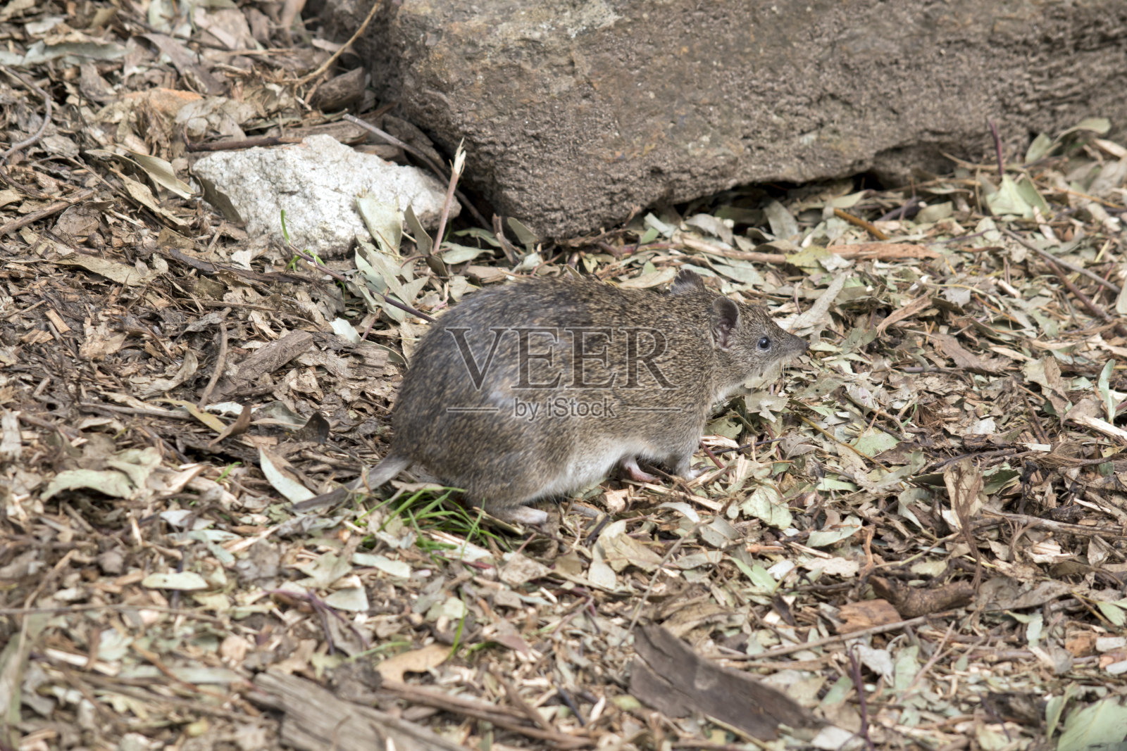 南方棕色袋狸是一种小型有袋动物照片摄影图片