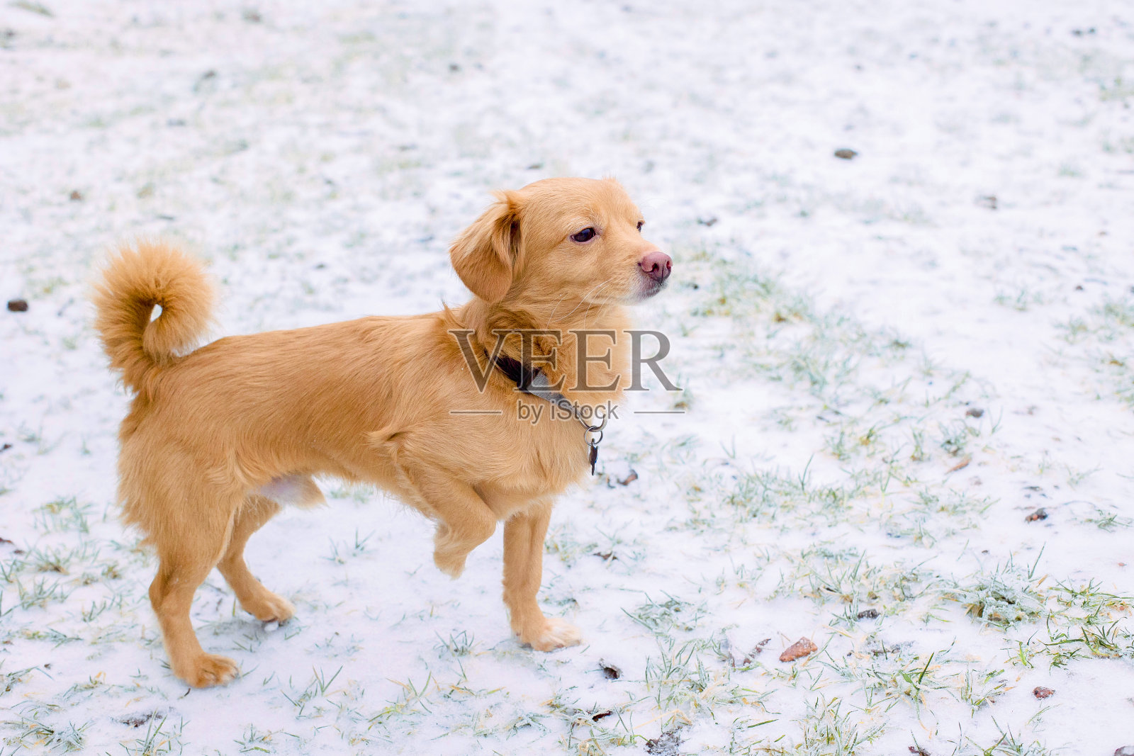 欢乐友好的小狗狗在下雪的冬天的肖像。照片摄影图片