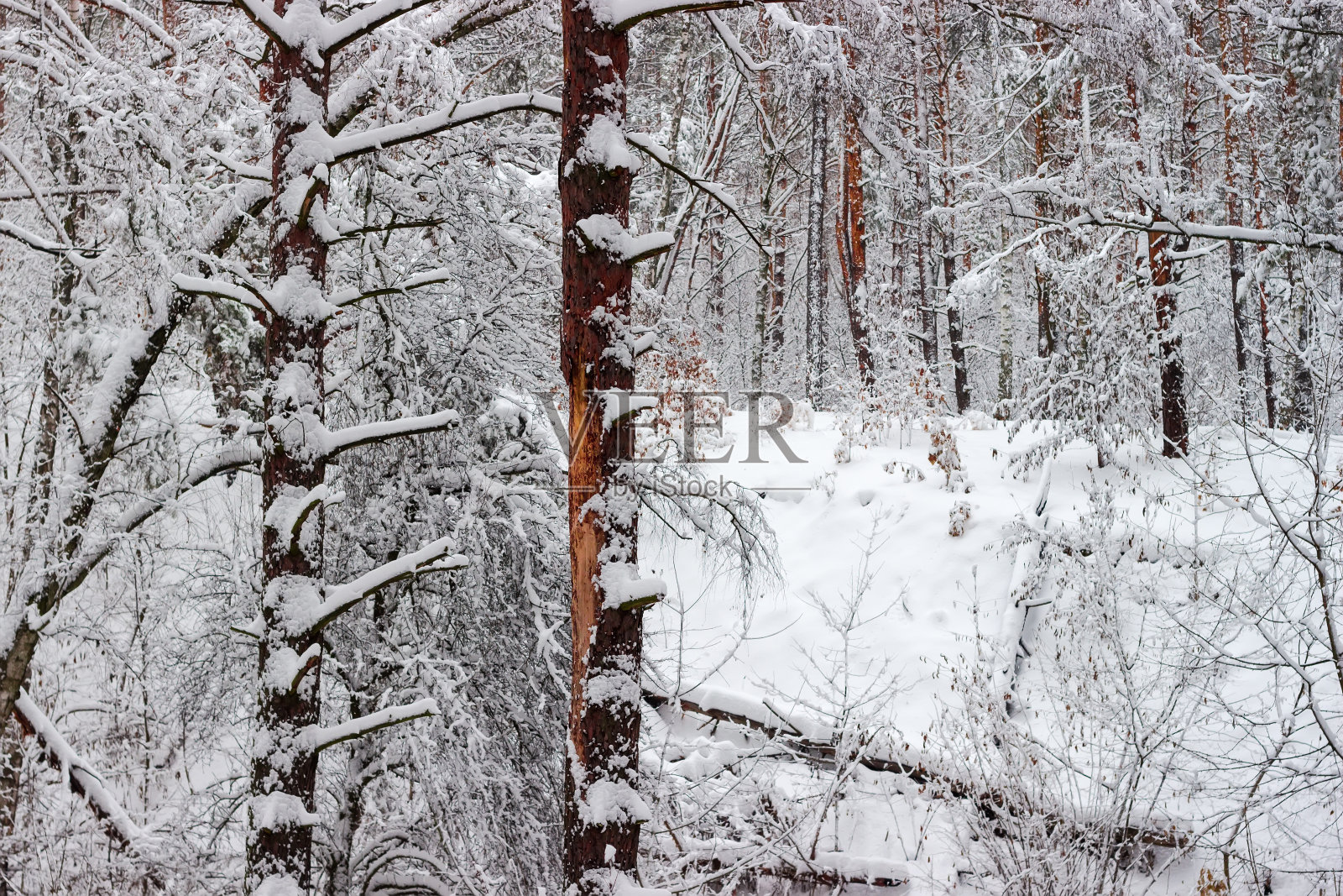 冬季降雪后的部分森林在阴天照片摄影图片