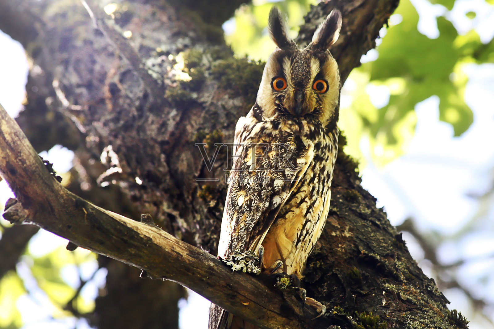 在苹果园里，一只长耳猫头鹰坐在一棵苹果树的树枝上。一个阳光明媚的夏日，一只猫头鹰睁大眼睛看着相机，从睡梦中醒来。照片摄影图片