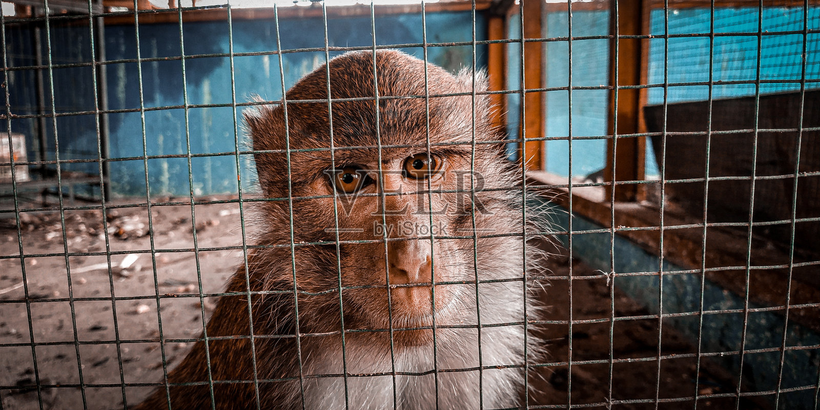 迁置圈养的猴子照片摄影图片