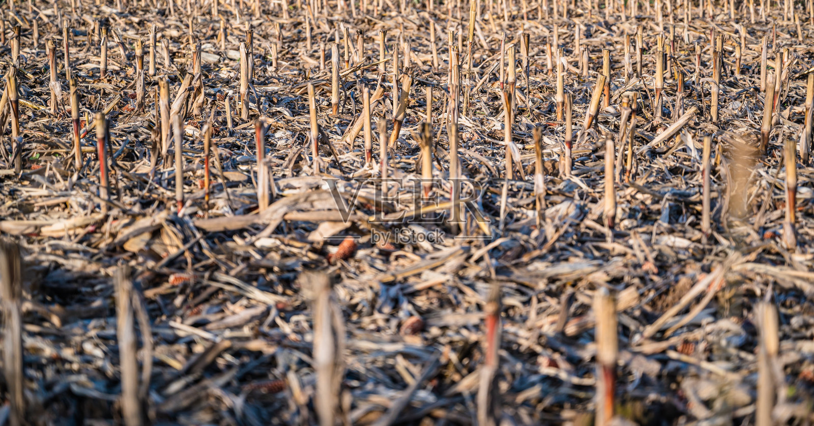 对田间作物残留物的选择性聚焦拍摄照片摄影图片