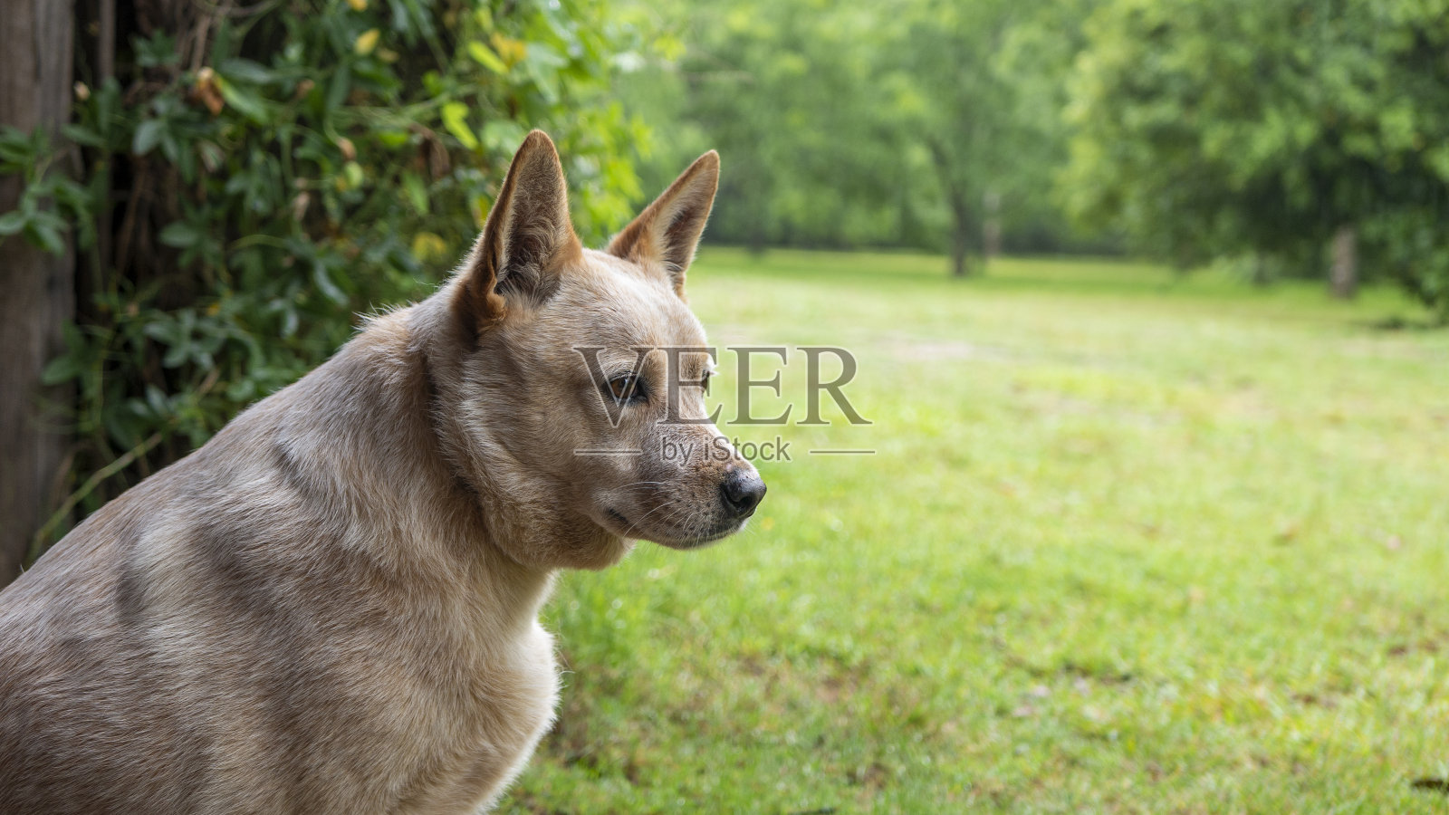 澳大利亚牧牛犬凯看着她的农场。照片摄影图片