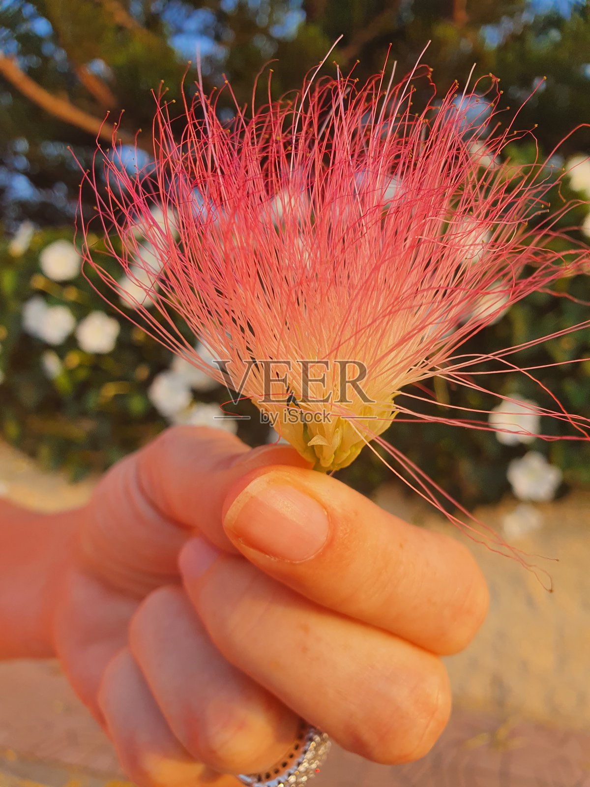 手里拿着波斯丝绸树的花照片摄影图片