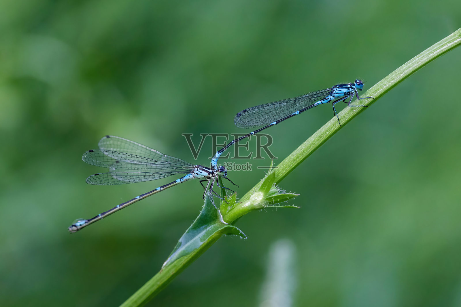 夏日晨光中，蜻蜓靠近水边照片摄影图片