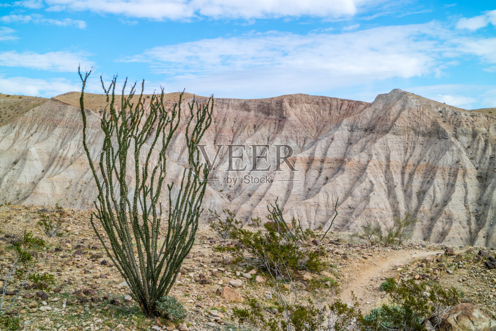 加利福尼亚州棕榈泉的一种多刺的茎照片摄影图片