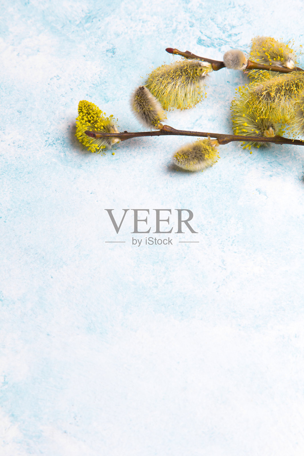 简单的复活节背景与柳絮嫩枝。蓝色粉彩背景上的猫咪柳，复制空间照片摄影图片