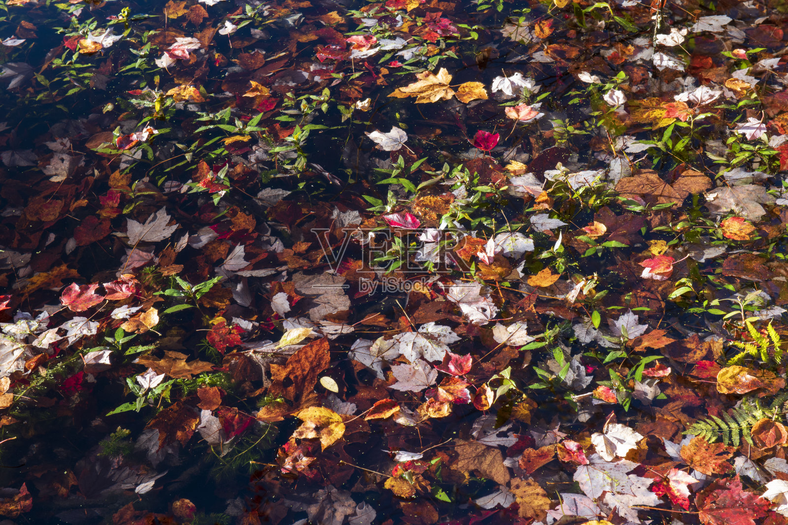 秋日隐湖上的落叶照片摄影图片