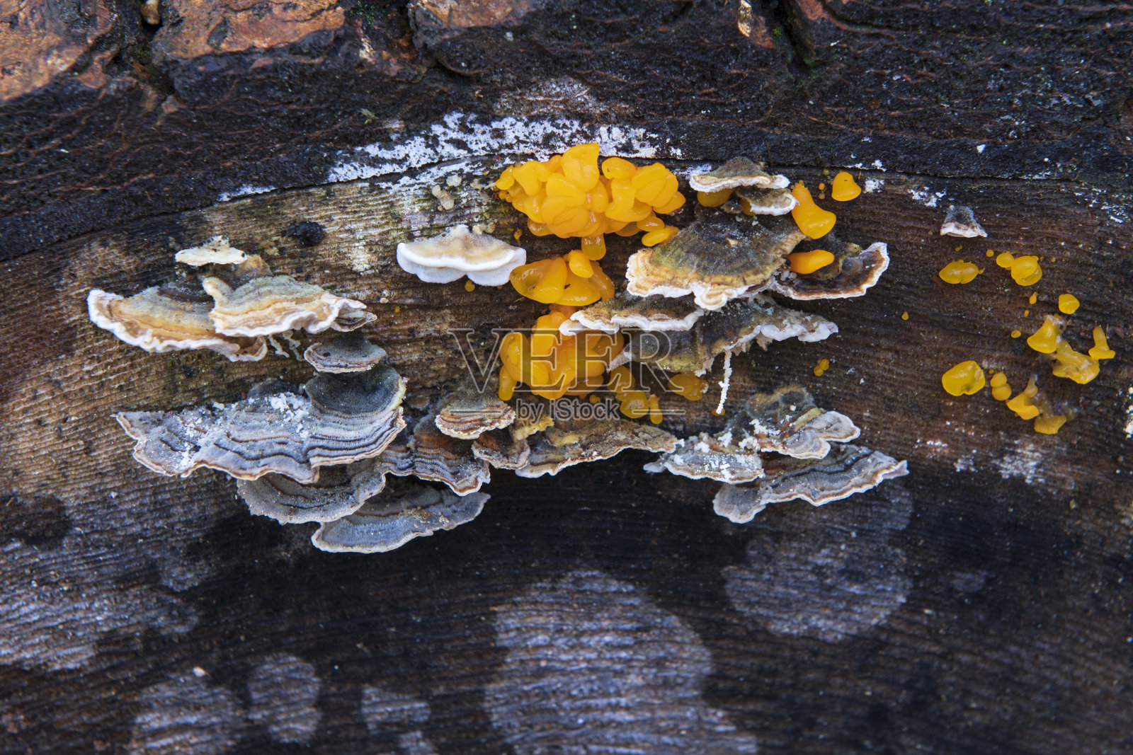 森林中木材上的真菌照片摄影图片