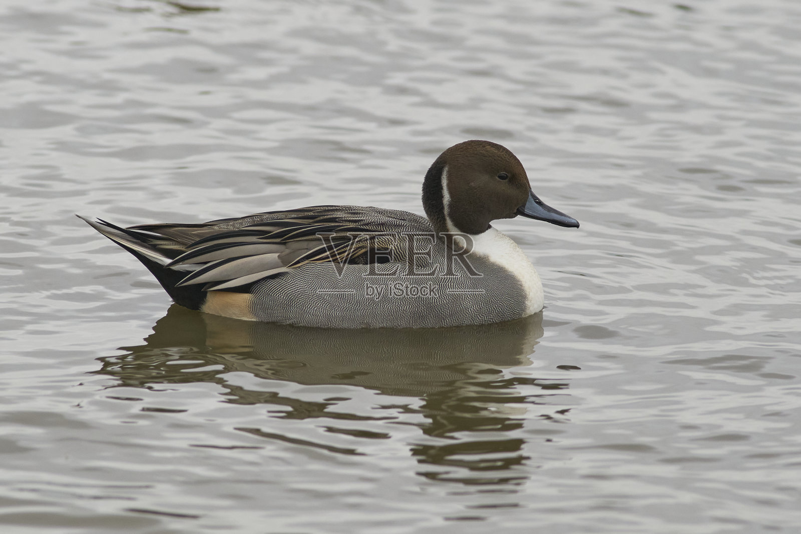男性北部针尾鸭照片摄影图片