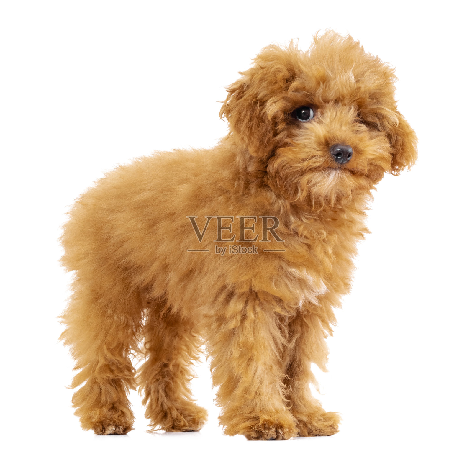 白色背景上的玩具狮子狗狗照片摄影图片