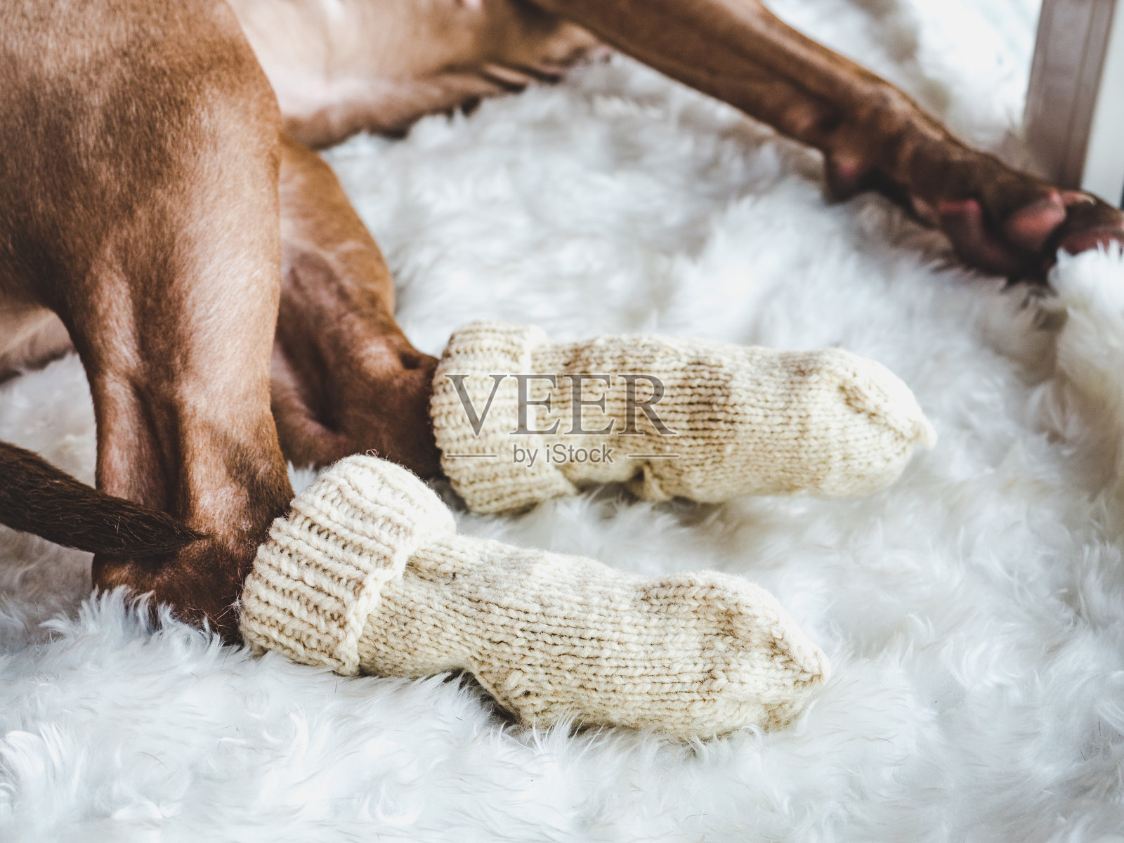 可爱，漂亮的巧克力色的小狗。特写镜头照片摄影图片