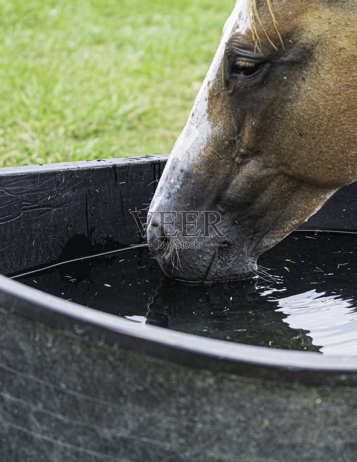 马饮水-肖像照片摄影图片