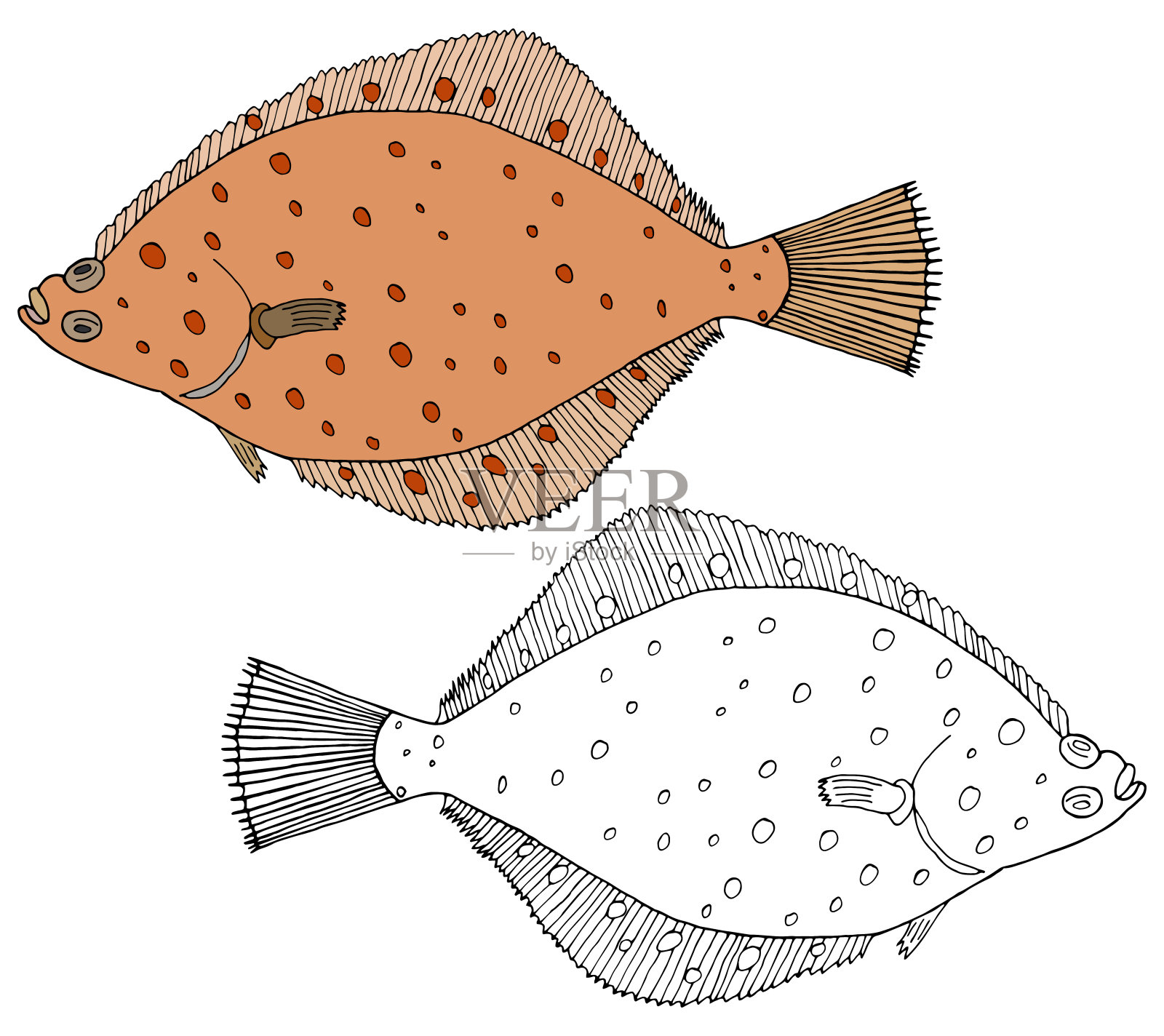 美丽的比目鱼孤立，手绘。一套鱼的颜色和白色和黑色。矢量插图。插画图片素材