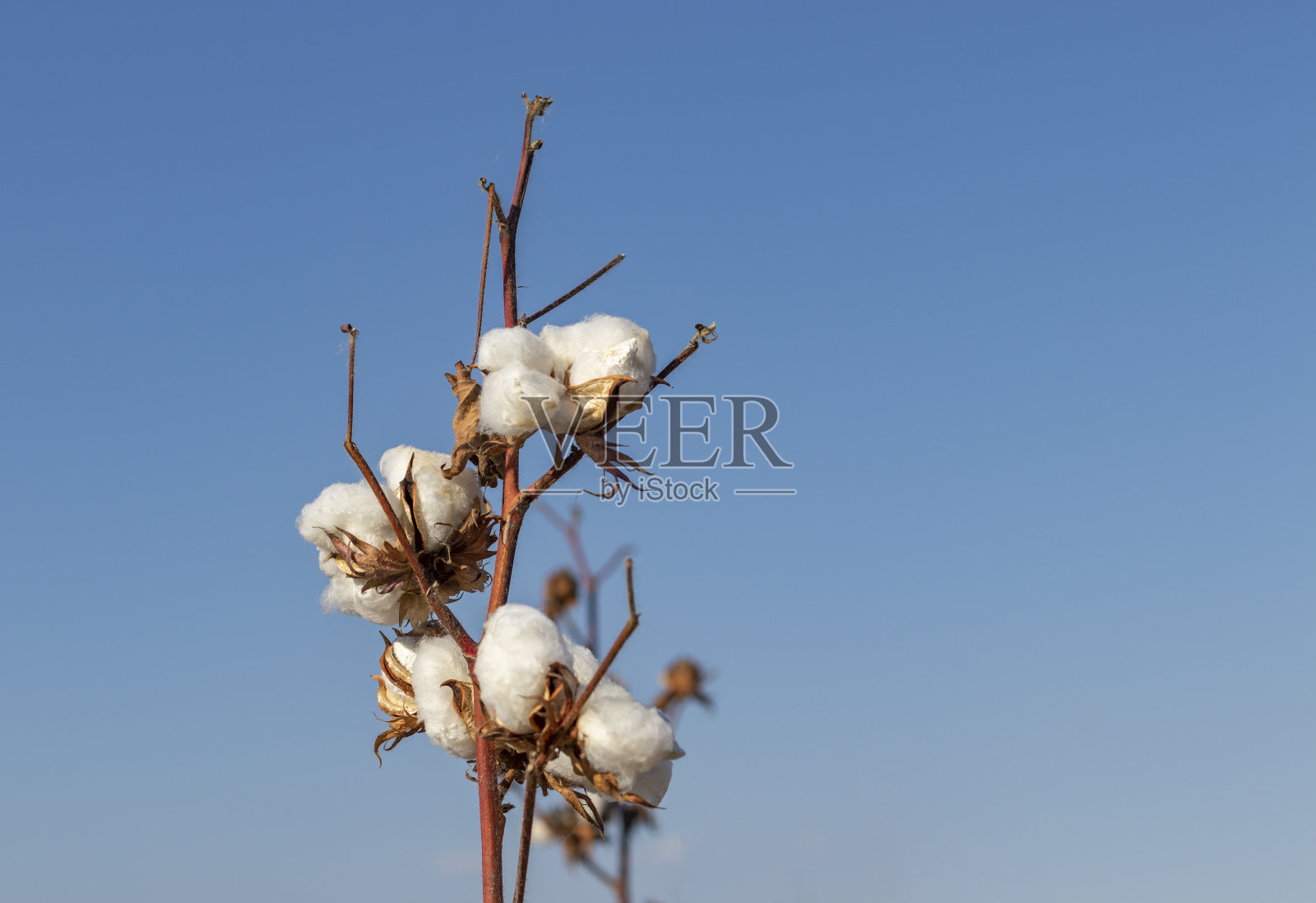 田里的棉花准备收割了照片摄影图片