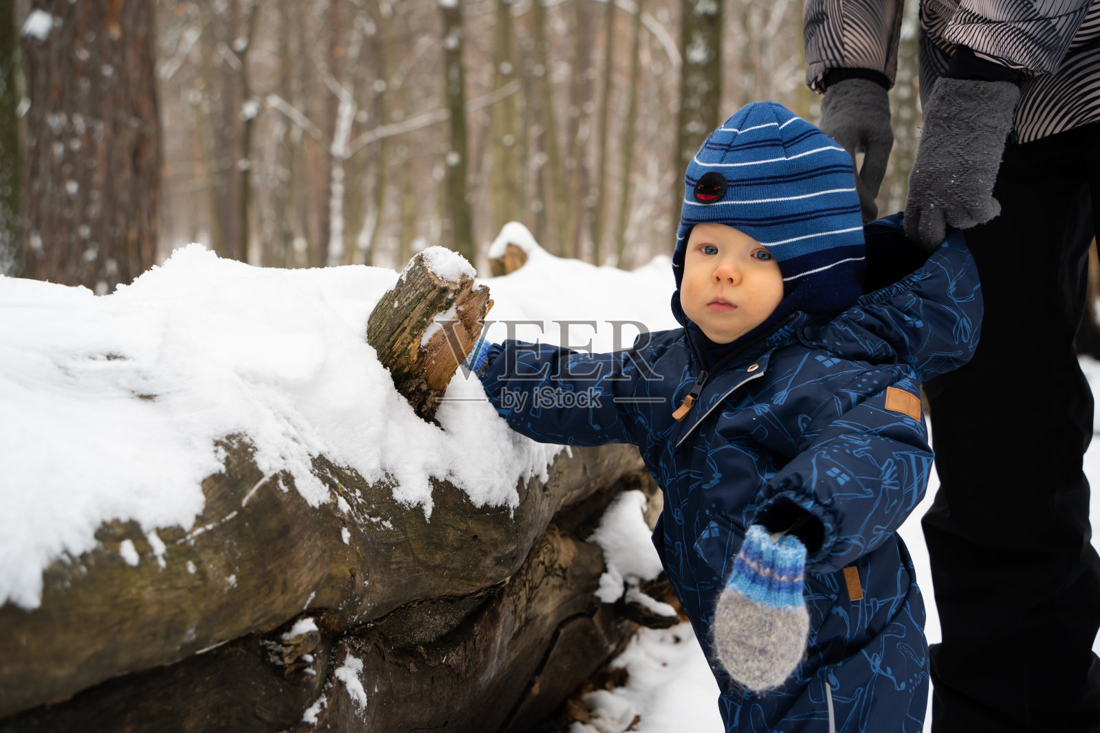在儿子学习在冬天的森林里行走时，妈妈支持他。那孩子扶着一棵倒下的树，摸着雪地。照片摄影图片
