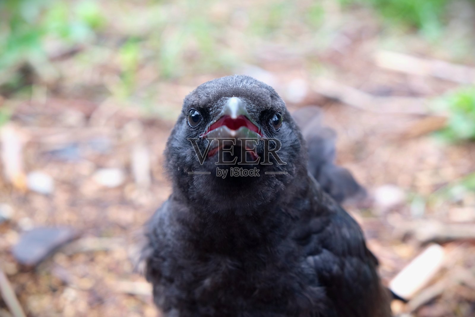 乌鸦照片摄影图片