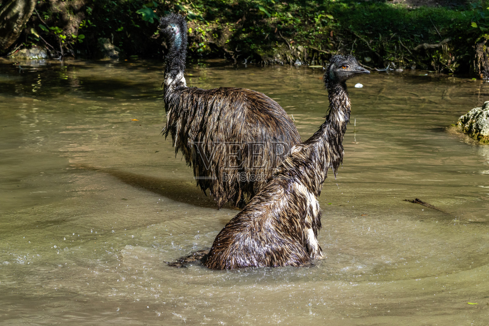 Emu, Dromaius novaehollandiae站在它栖息地的草地上照片摄影图片