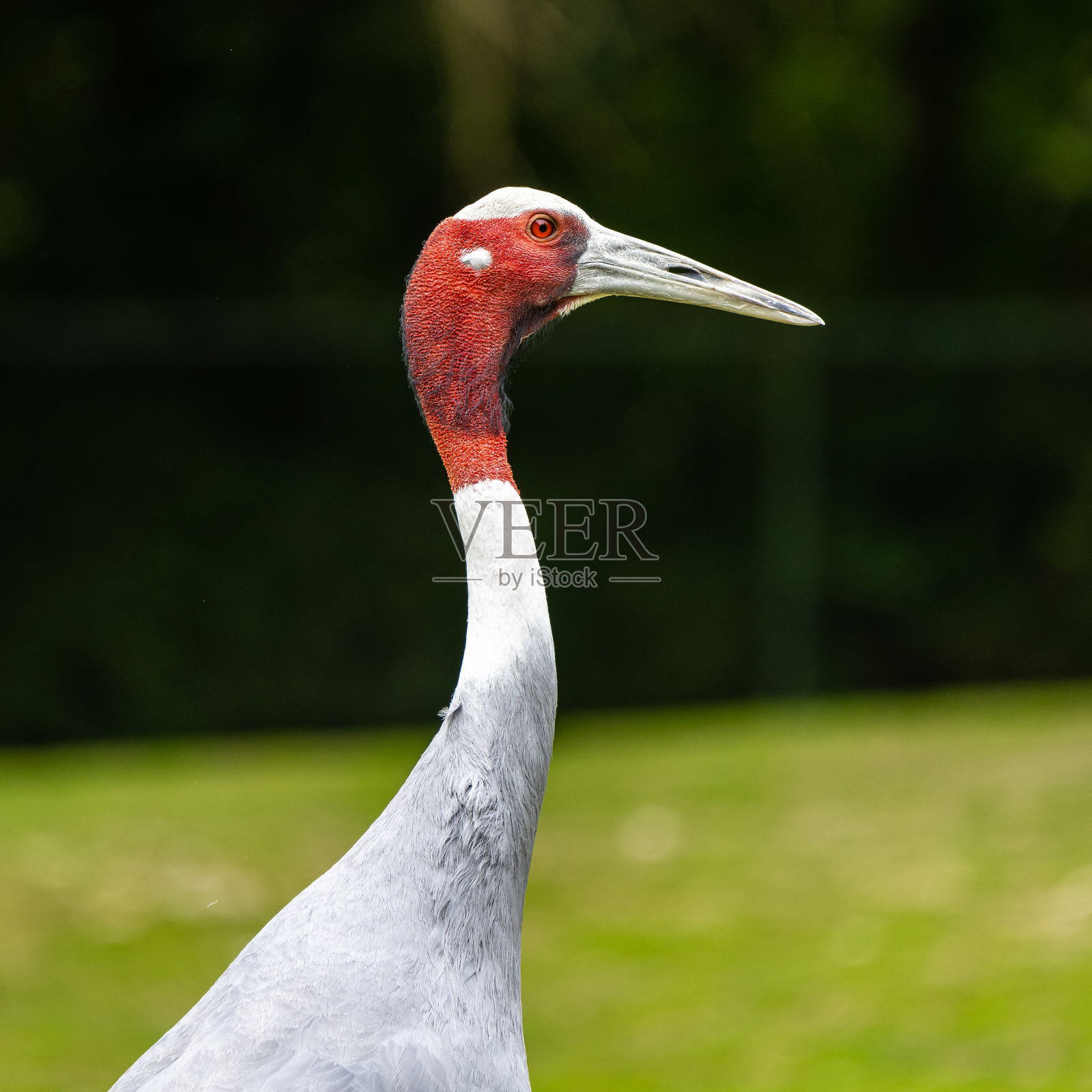 Sarus crane, Grus antigone也被称为印度Sarus crane照片摄影图片