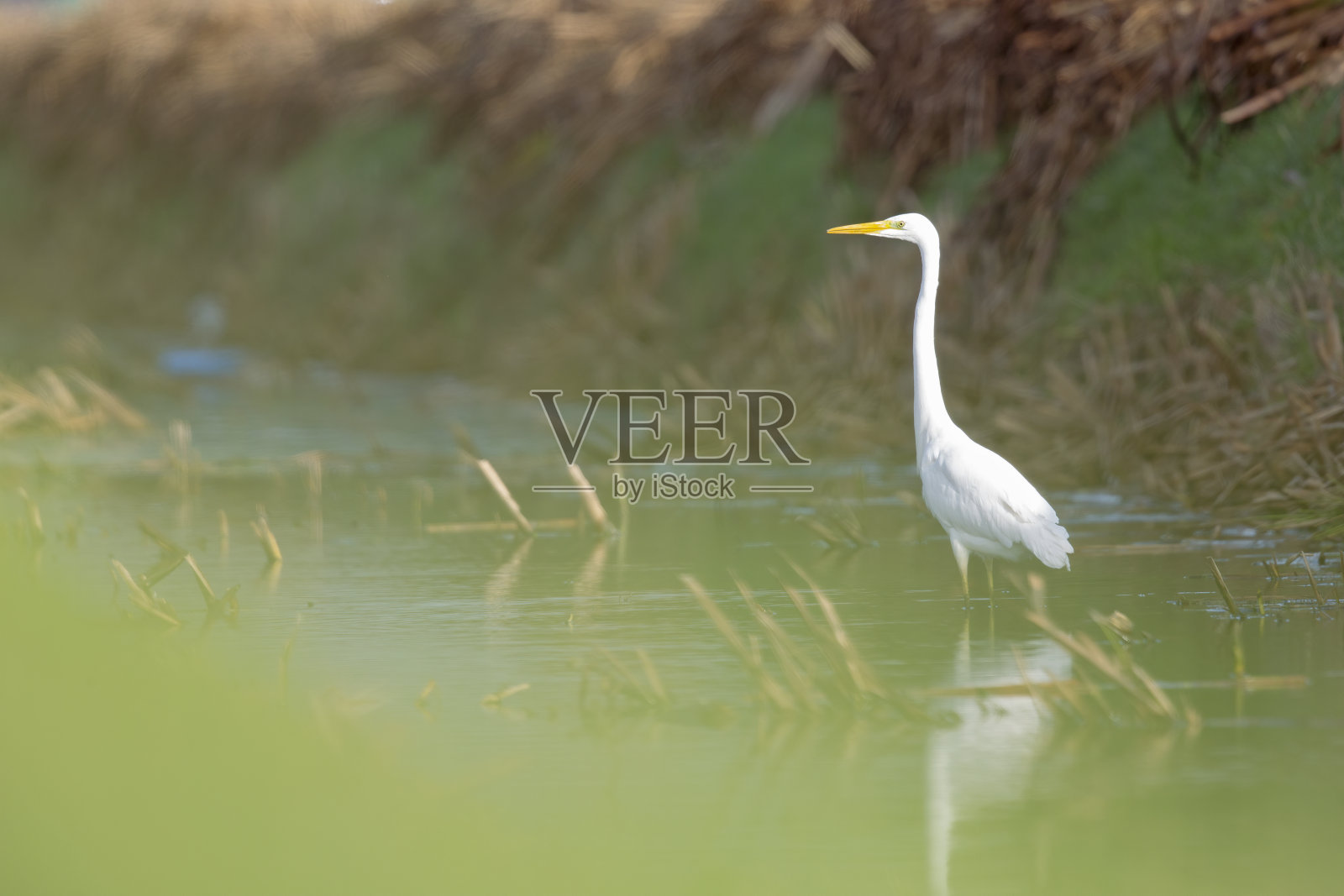 一只大白鹭在荷兰的一个沟里觅食。照片摄影图片