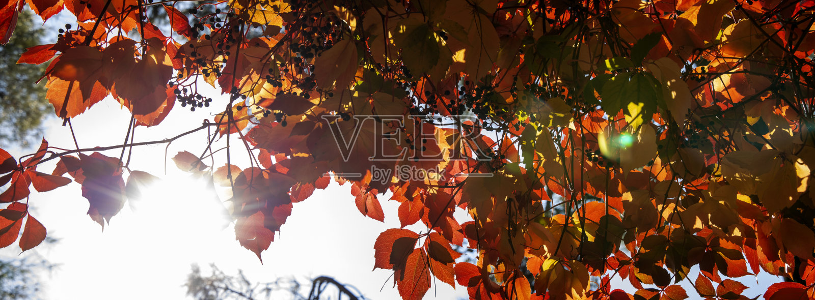 美洲常青藤，弗吉尼亚蔓藤，爬山虎属照片摄影图片