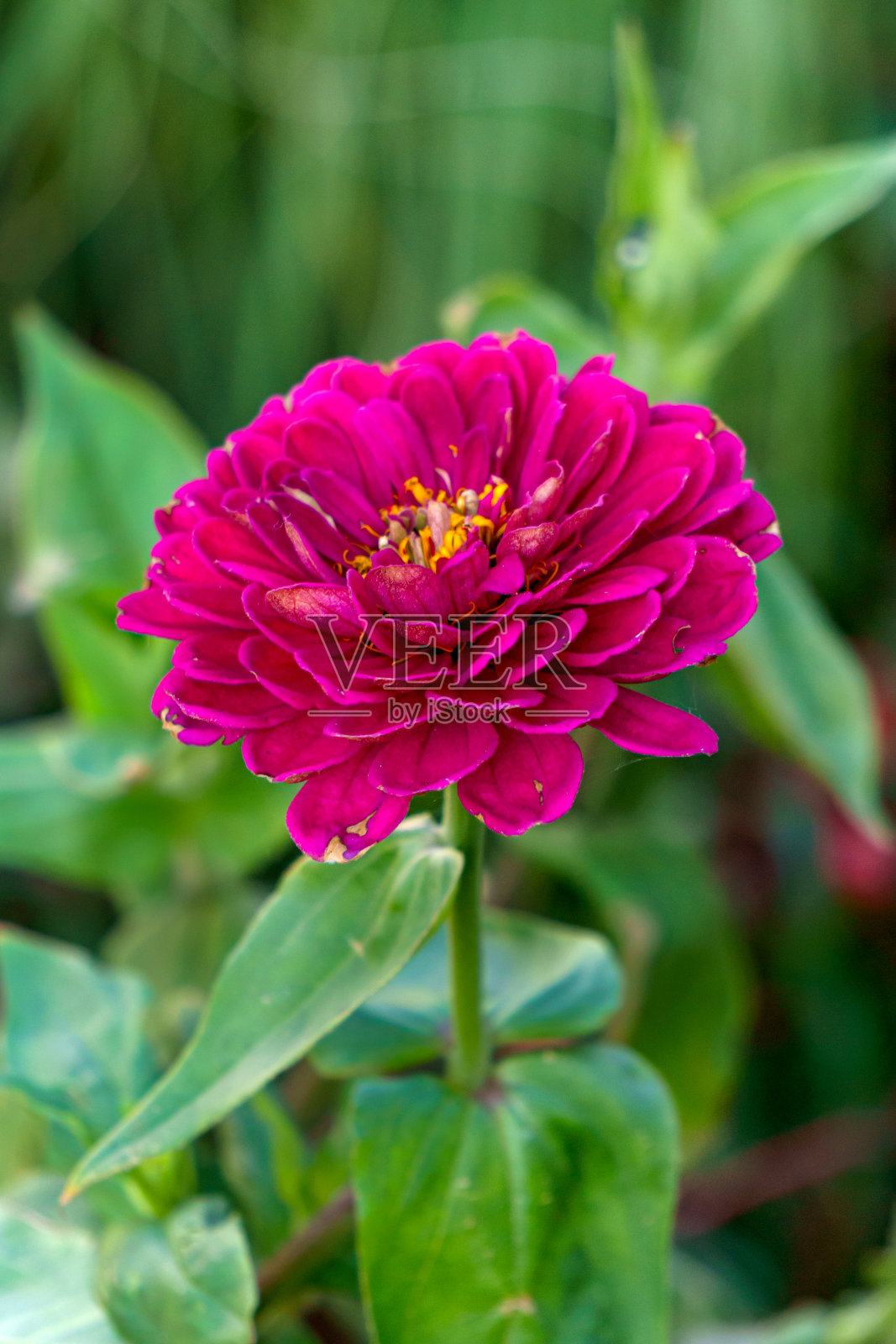 美丽的深紫色百日草花在花园里。照片摄影图片