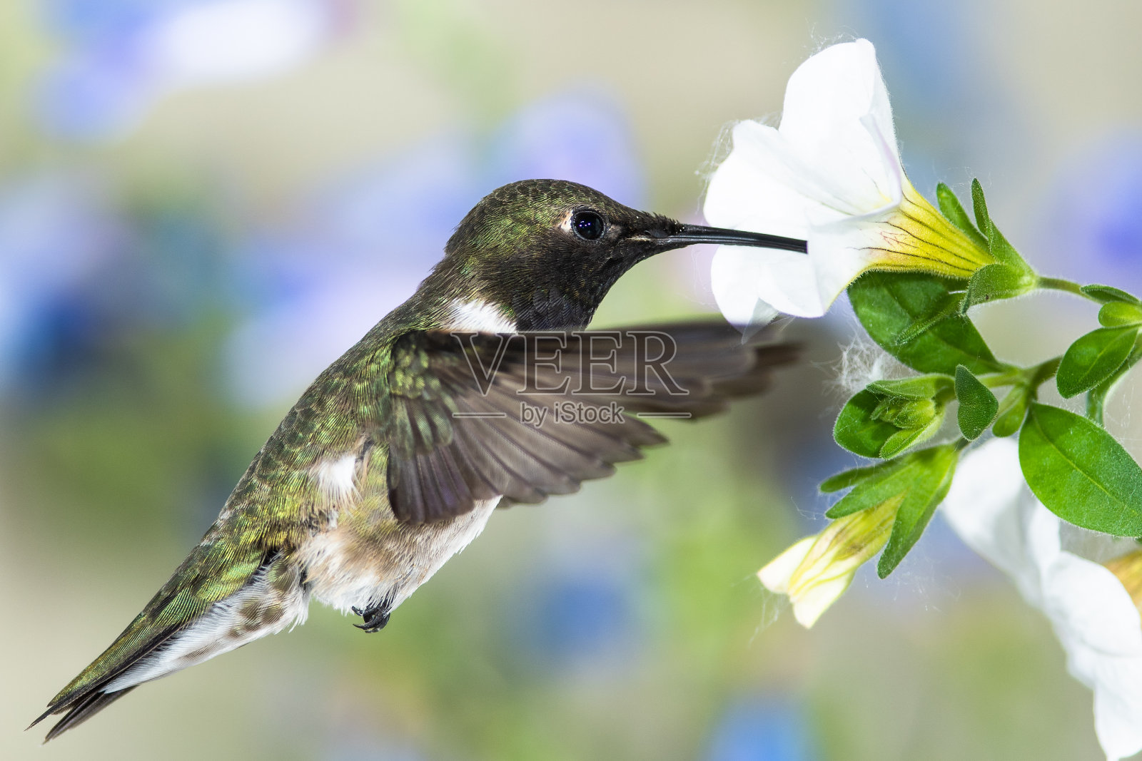 在白花中寻找花蜜的黑下巴蜂鸟照片摄影图片